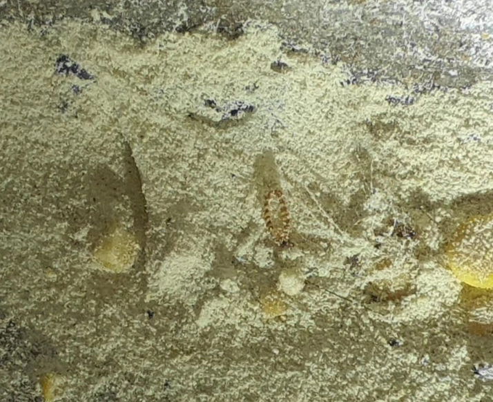 Les déversements alimentaires constituent des zones de reproduction idéales pour les insectes des denrées stockées.