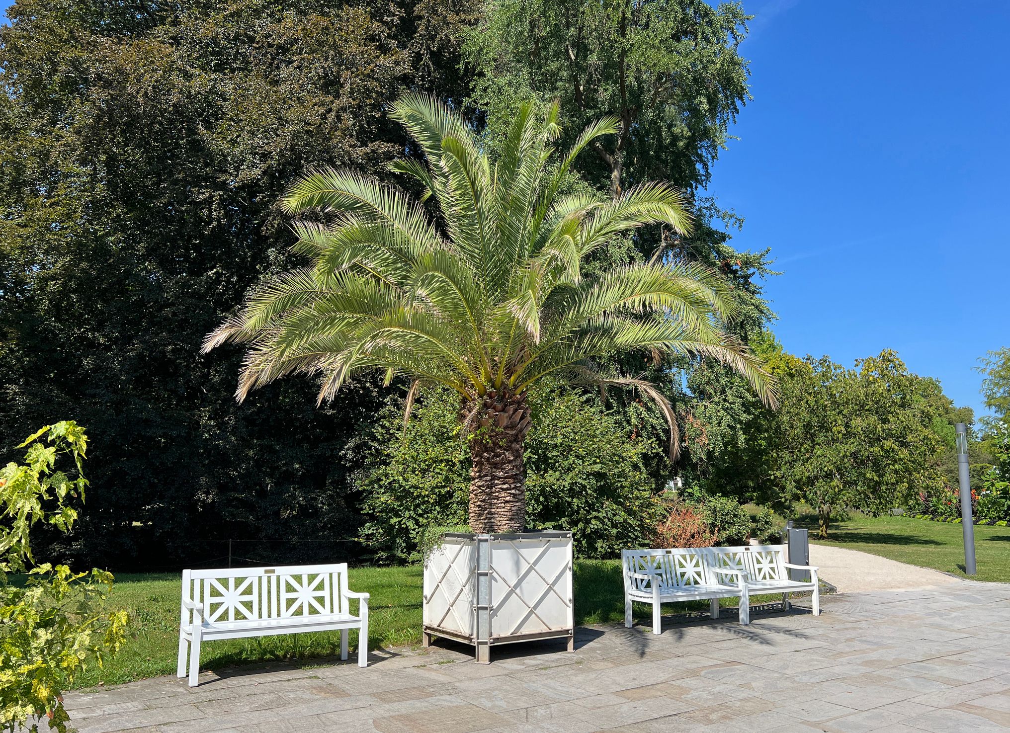 Comment protéger votre palmier phoenix