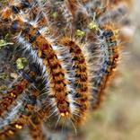 se débarrasser des chenilles processionnaires