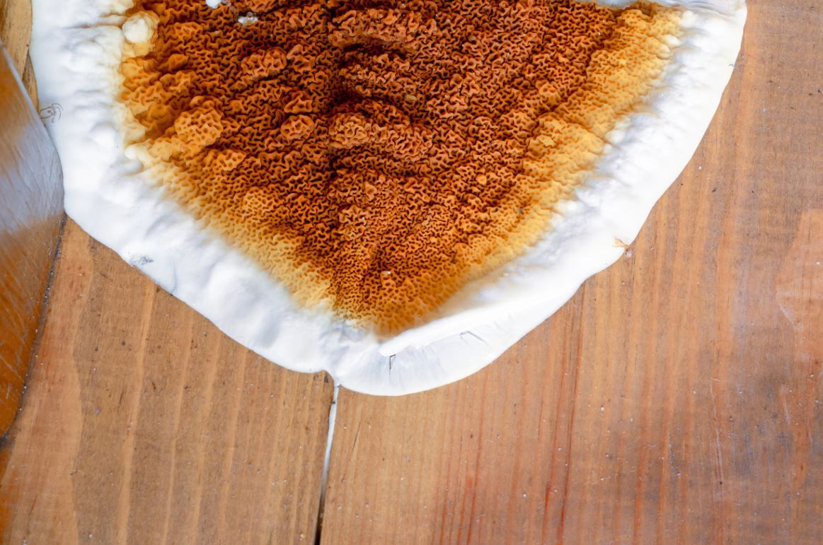 traitement contre la mérule