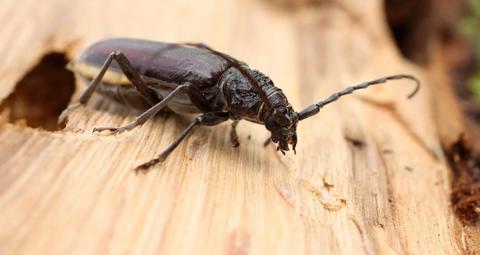 Traitement par le froid des insectes xylophages