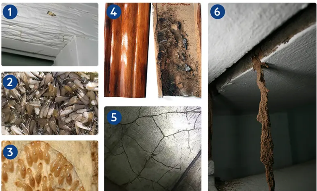 6 détails qui vous aideront à détecter les termites