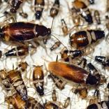 cafards bandes brunes ou blatte rayée