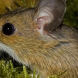 Tout savoir sur le mulot