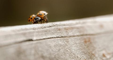 Bioprédation : Lutte biologique palmier