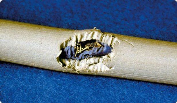 Problème urgent de rongeurs 