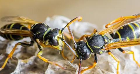 Destruction d'insectes volants à Vannes