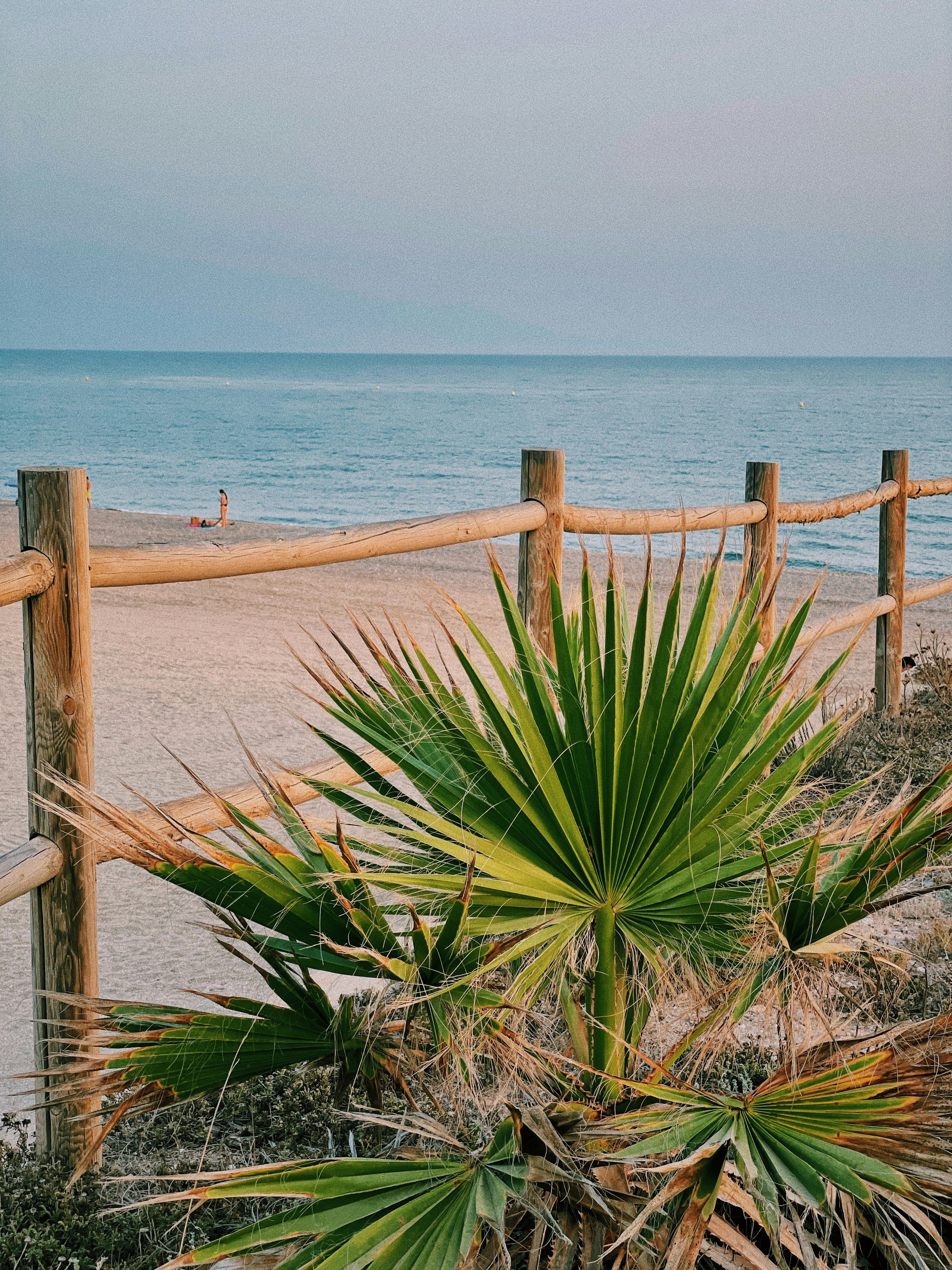 Le sud de la France : zones à risque pour les palmiers 