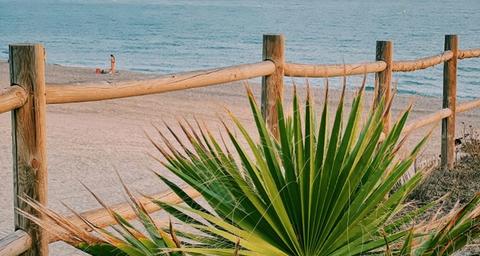 Le sud de la France : zones à risque pour les palmiers