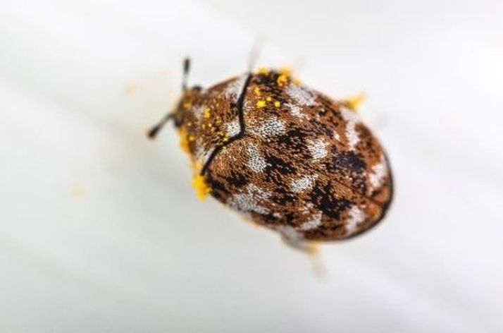 Anthrènes et dermestes des tapis industrie textiles