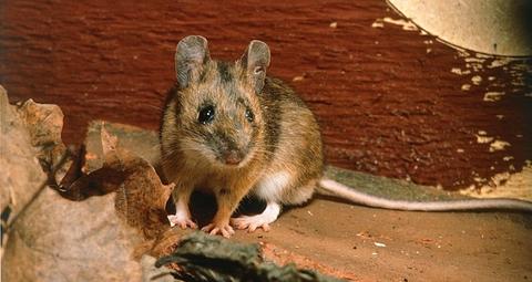 puis-je acheter du poison contre les souris