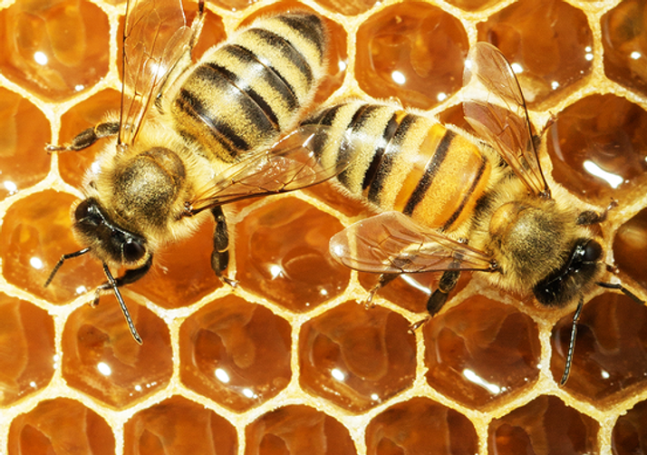 les abeilles, une espèce protégée