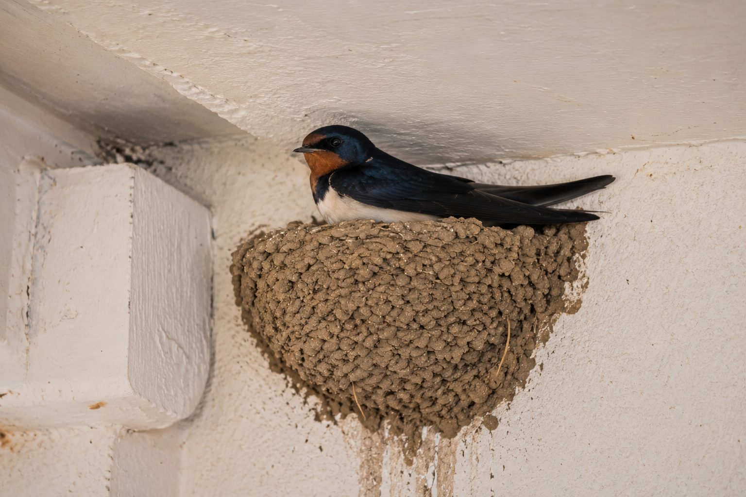 Une hirondelle rustique au plumage bleu foncé et à la gorge rousse est installée dans un nid en boue fixé sous l'avant-toit d'un bâtiment.