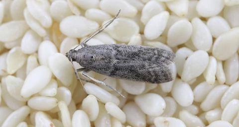 dangers des mites alimentaires