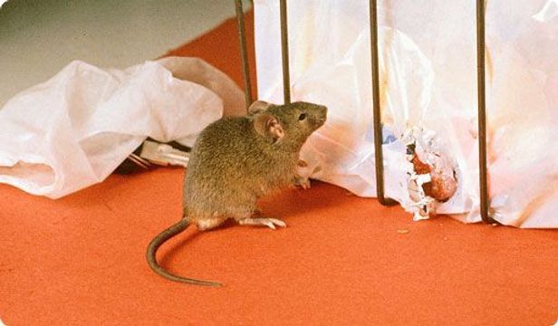 Problème urgent de rongeurs 