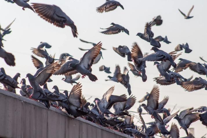 Invasion d'oiseaux nuisibles 