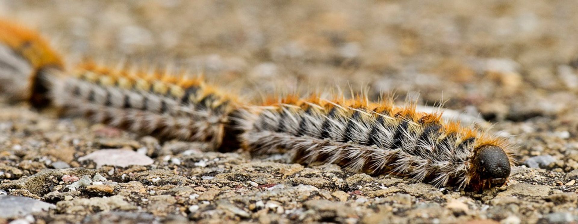 se débarrasser des chenilles processionnaires