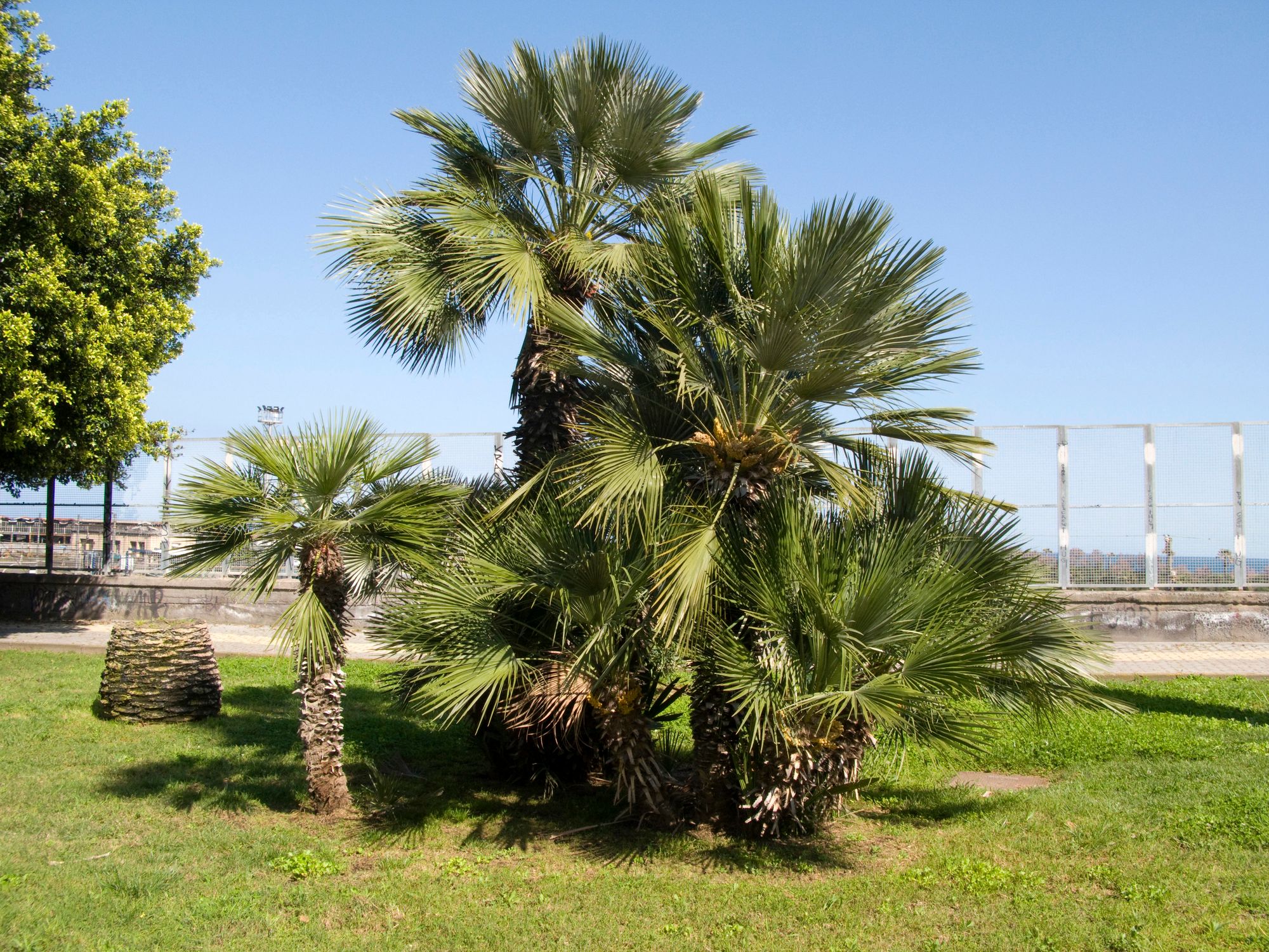 Le chamaerops, un palmier rustique à surveiller
