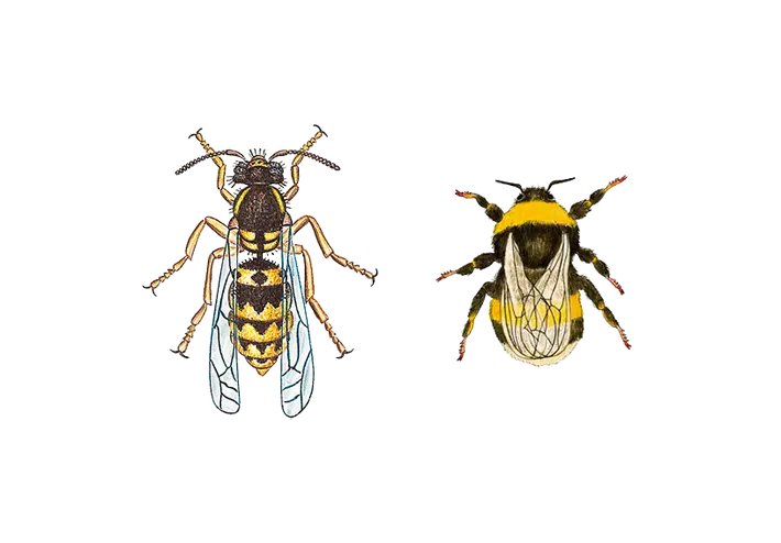 différence entre une guêpe et une abeille