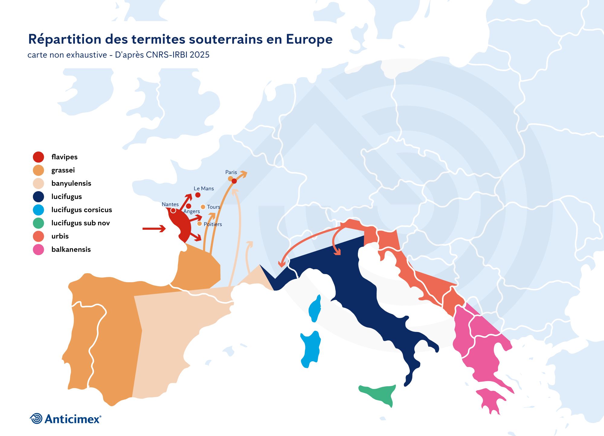 Cette carte, issue des travaux du CNRS-IRBI (2025), illustre la répartition actuelle des principales espèces de termites souterrains en Europe… et leurs dynamiques migratoires.