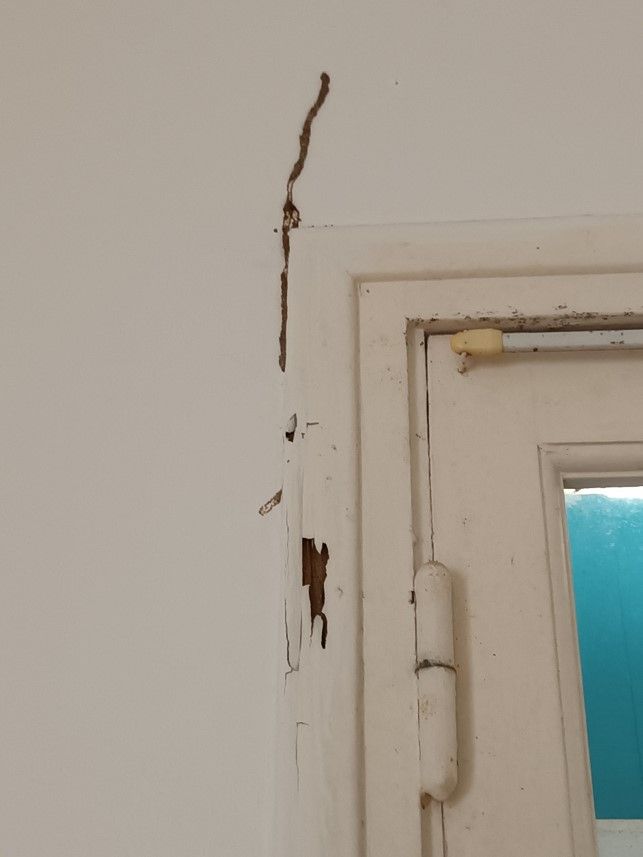 dégâts causés par des termites