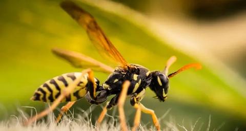 désinsectiseurs et désinsectisation Toulouse