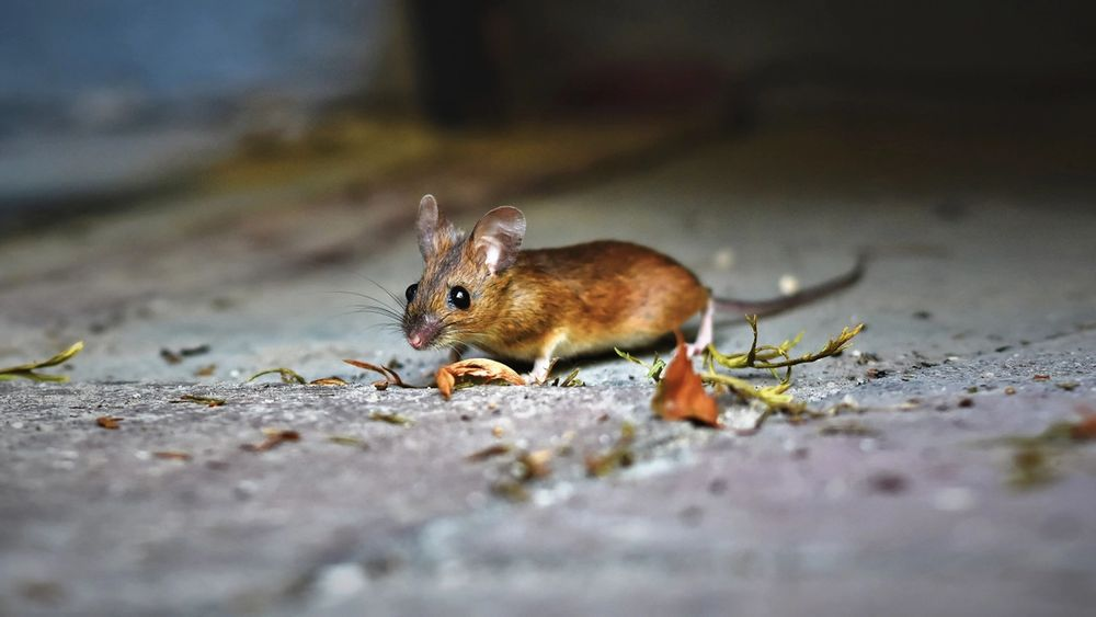 Effrayer les souris dans le jardin