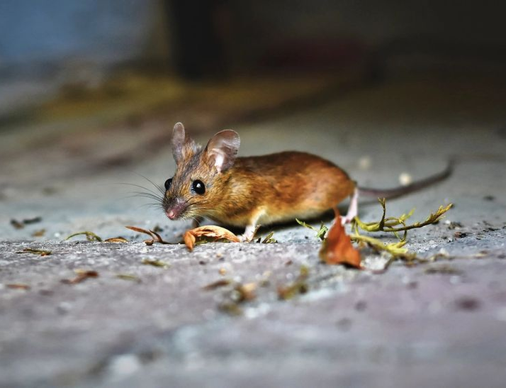 Caractéristiques d'une souris