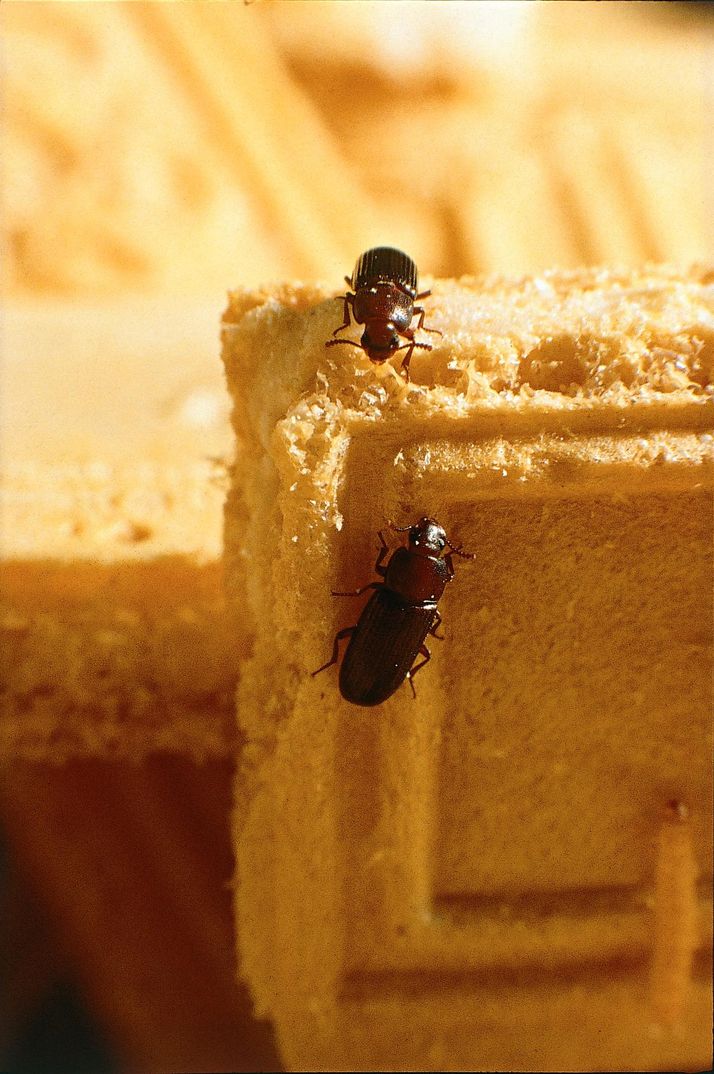 Coléoptères de la farine (Tribolium)