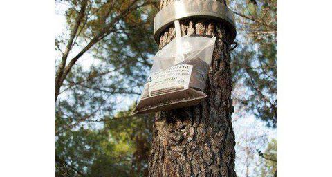 ecopiège : collier anti chenille processionnaire