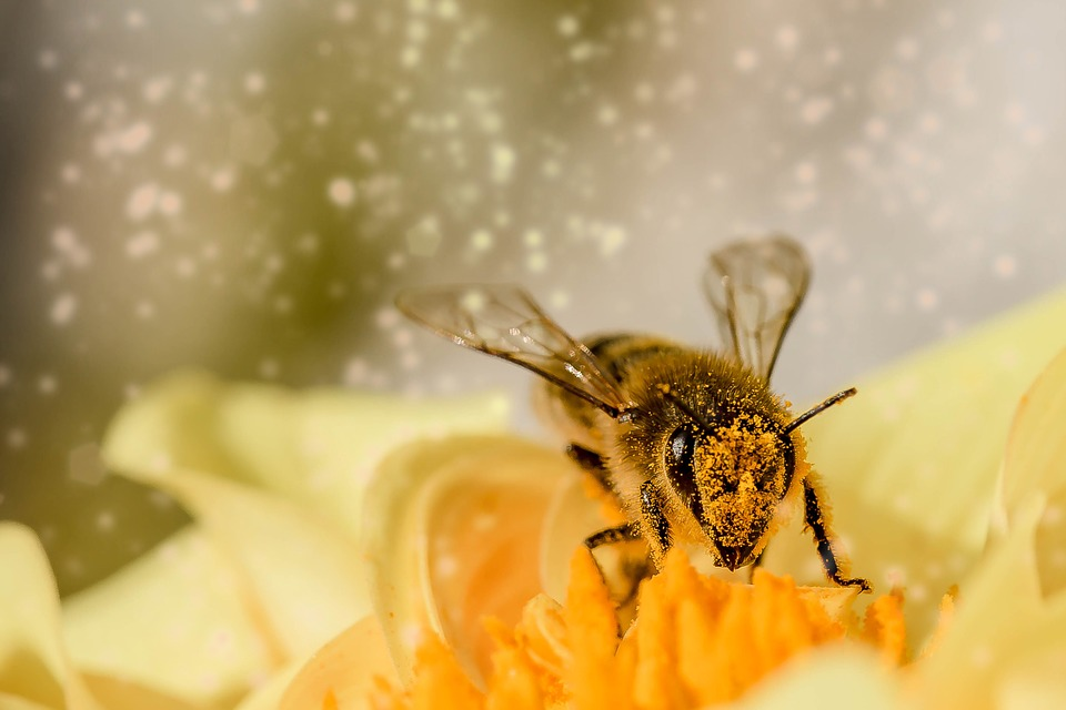 Abeilles