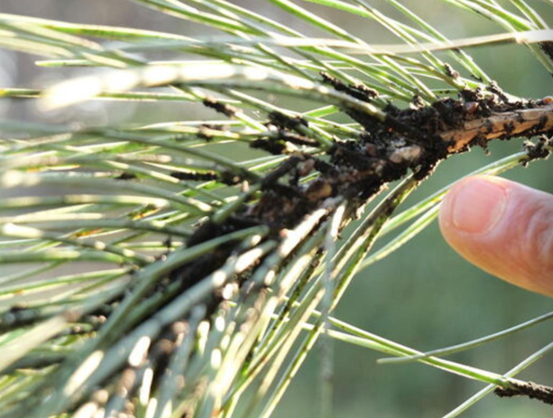 Comment identifier les cochenilles ?
