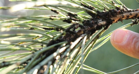 cochenilles et autres ravageurs du pin