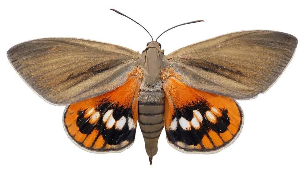 Papillon palmivore 