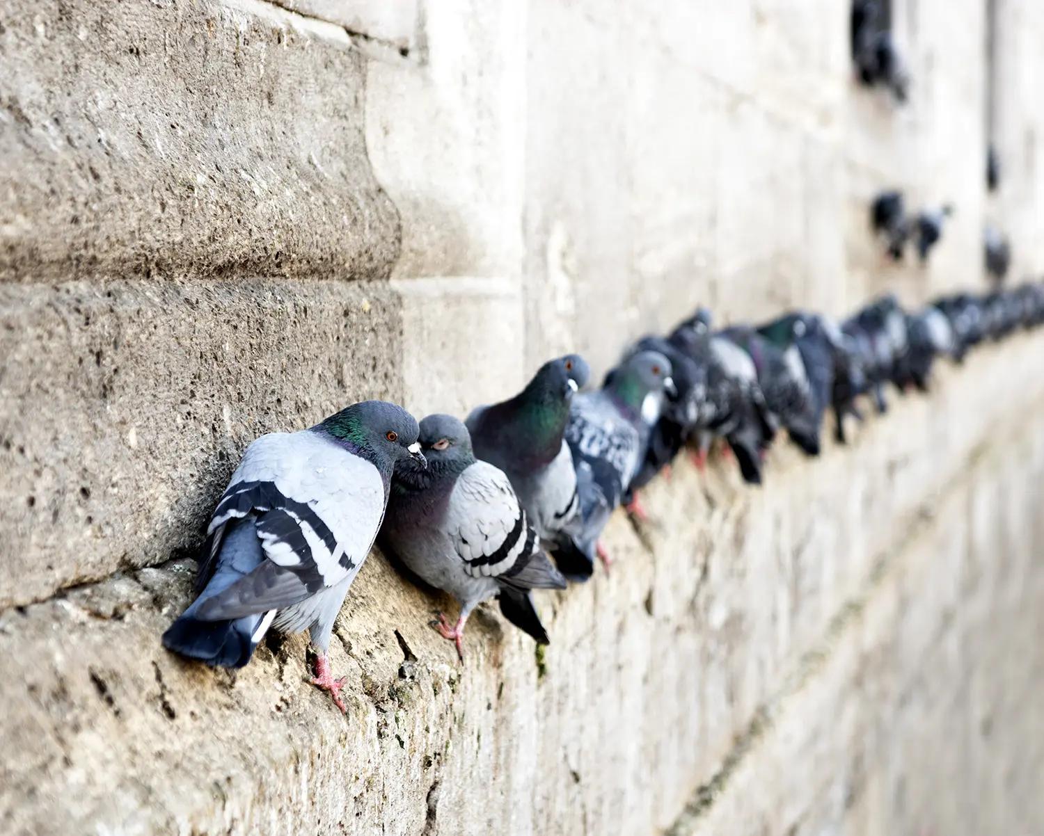 Les pigeons peuvent causer de graves dommages aux bâtiments
