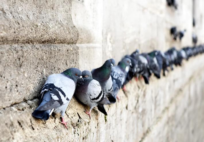 Les pigeons peuvent causer de graves dommages aux bâtiments