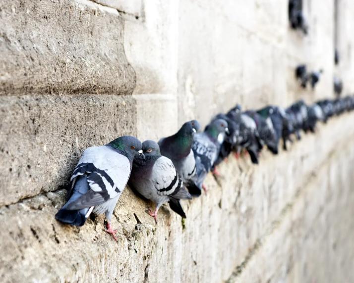 Lutte contre les pigeons 