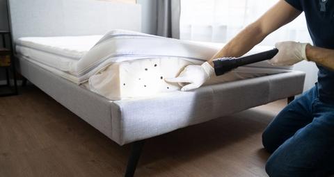 Protocole d'actions infestation punaises de lit dans un hotel