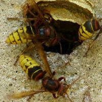 Désinsectisation Toulon