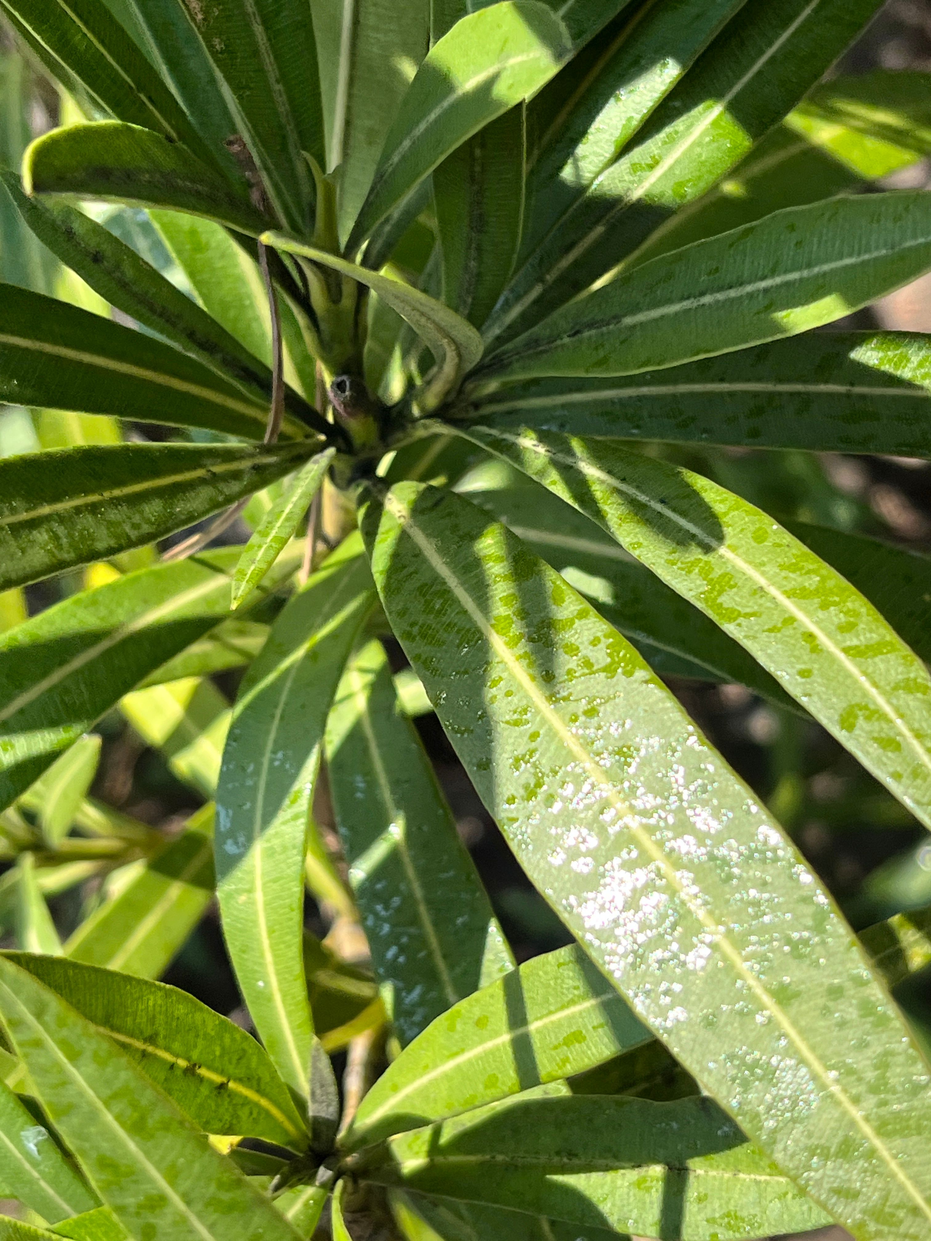 le miellat, un dépôt collant sur vos arbres 