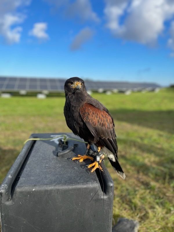 la fauconnerie au service de la lutte anti nuisibles 