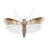 se débarrasser des mites