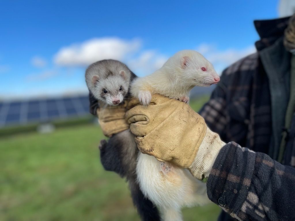 lutte alternative contre les nuisibles