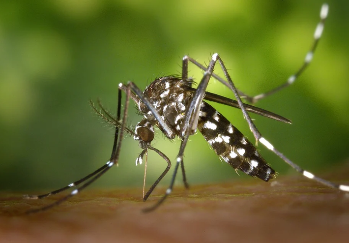 Risque sanitaire et moustiques