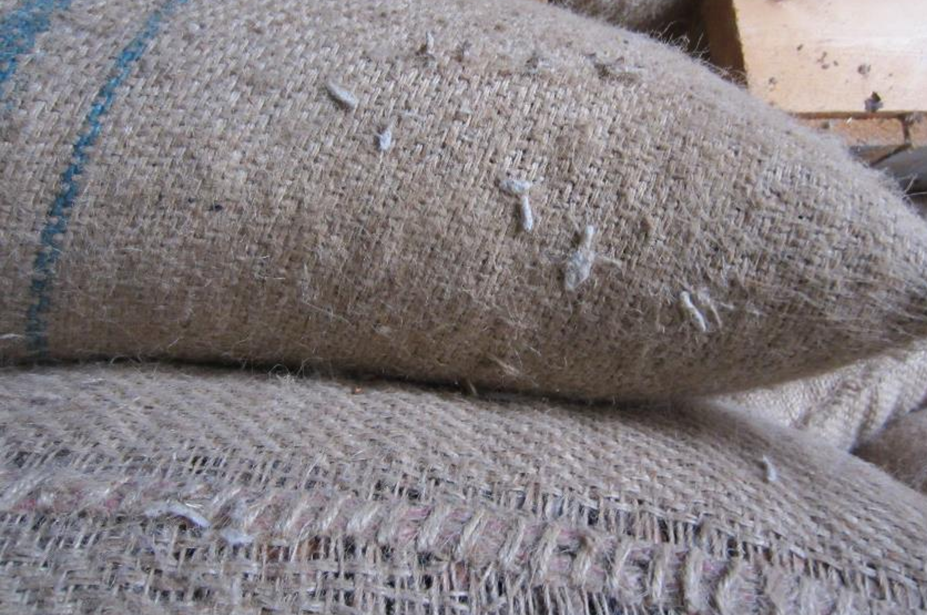 Augmentation du nombre d’insectes des denrées stockées