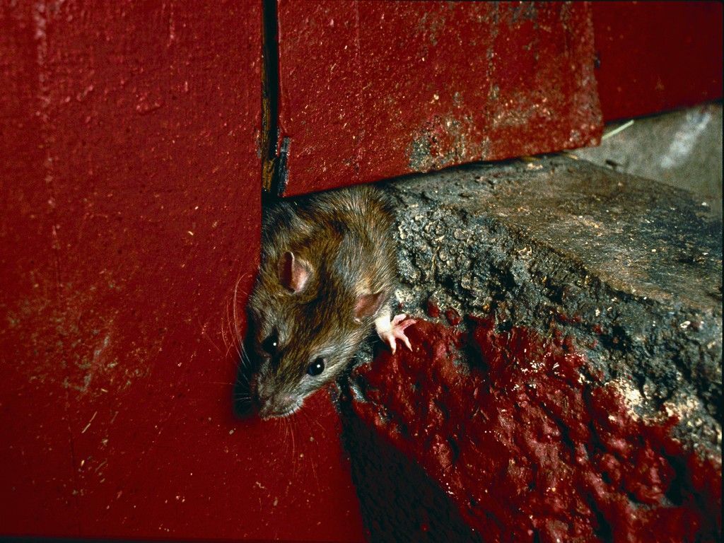 Comment se débarrasser des souris et rats grâce aux huiles