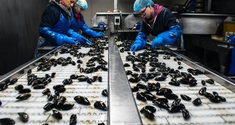 Gestion intégrée des nuisibles dans l'industrie agroalimentaire (IPM)