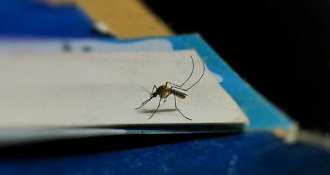 traitement anti-moustique anticimex