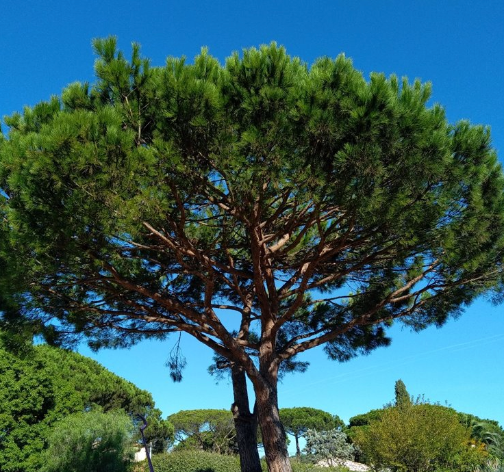 traitements contre la maladie du pin à marseille