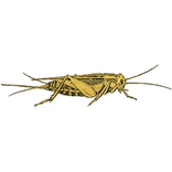 se débarrasser des grillons